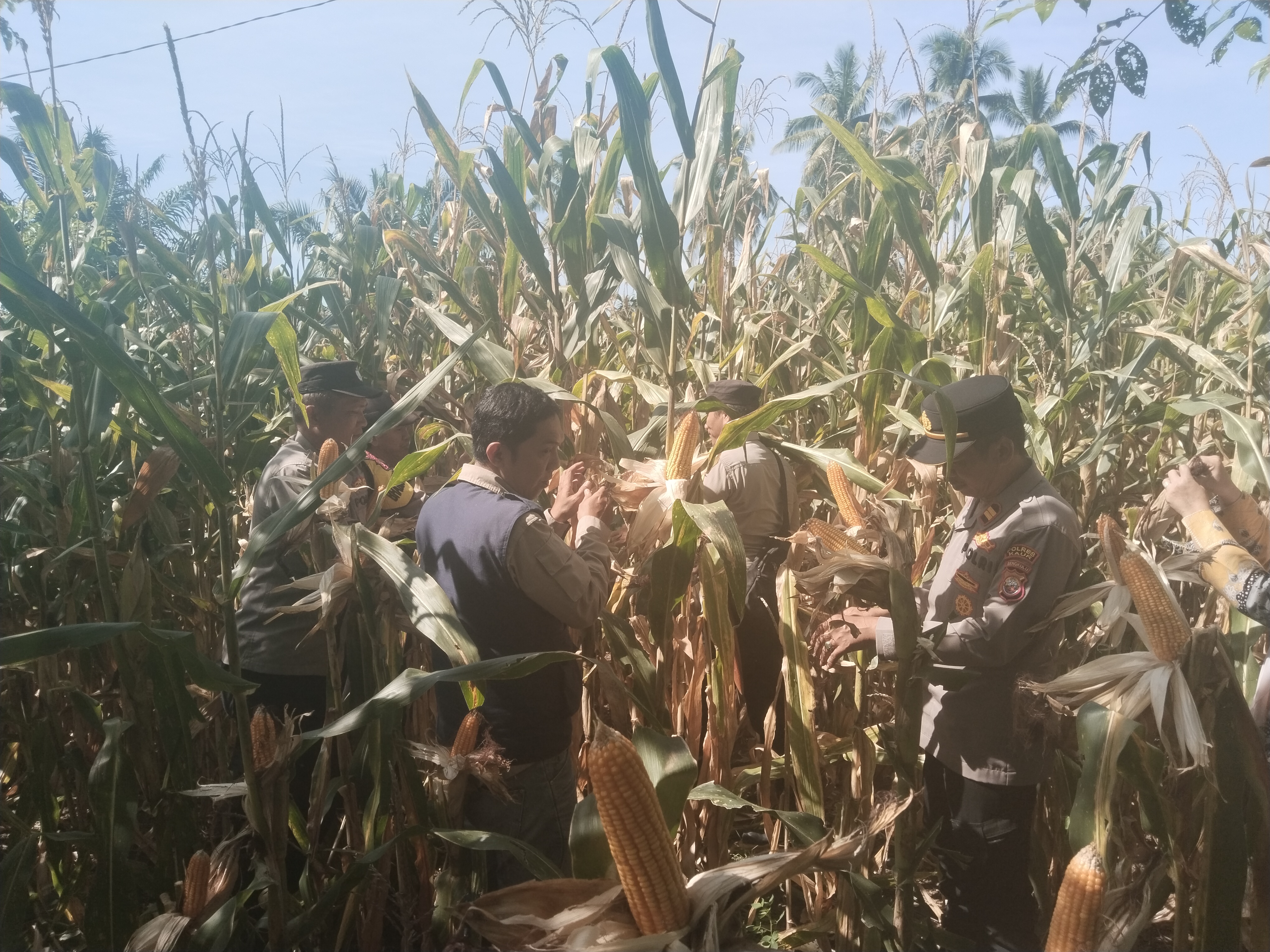 Panen jagung